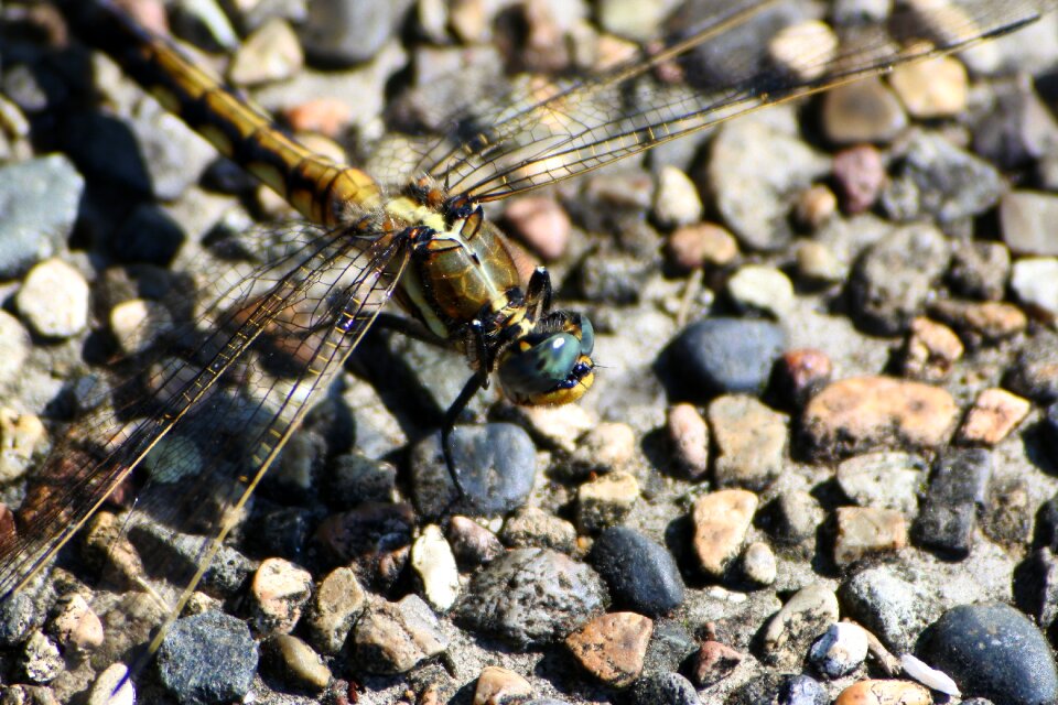 Dragonfly option color dragonfly stone