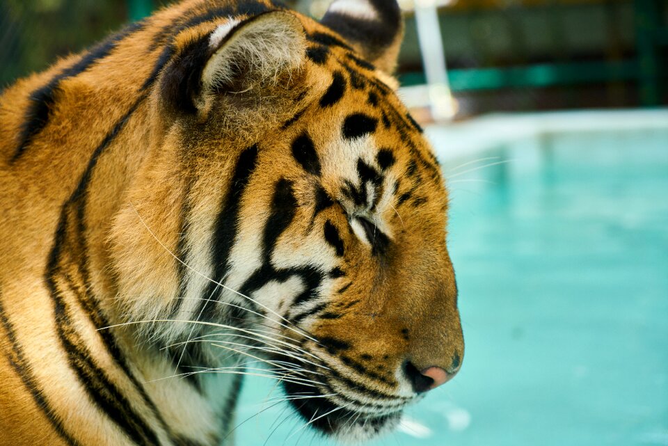 Animal beautiful face