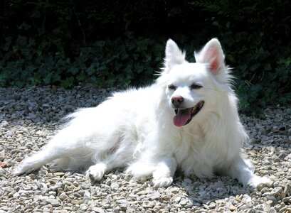 Domestic outdoor spitz photo