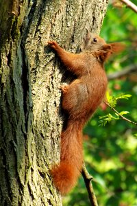 Tree climb squirrel in the tree photo