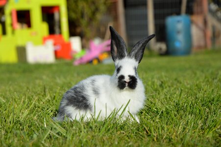 Rabbit nature spring
