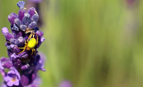 Purple violet flowers photo