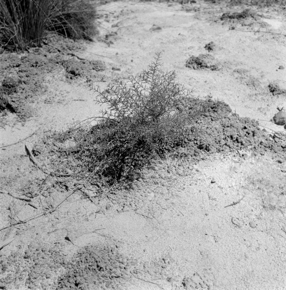 Oever Dode Zee struik in een zoutrijke omgeving, Bestanddeelnr 255-2676