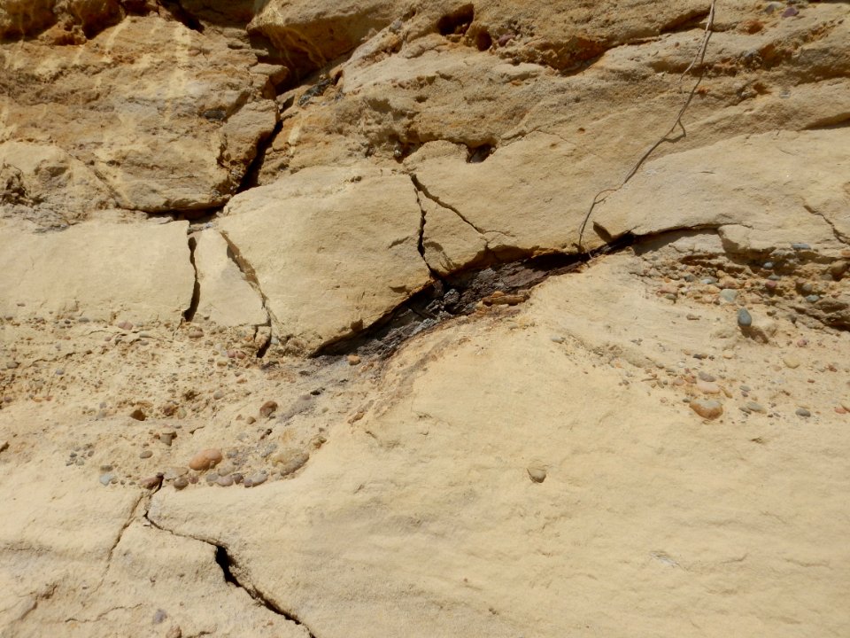 Ojo Alamo conglomerate lens with petrified wood