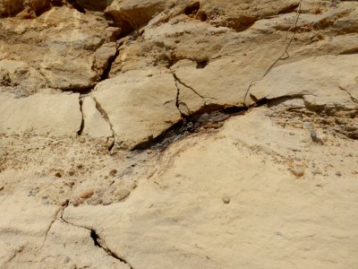 Ojo Alamo conglomerate lens with petrified wood
