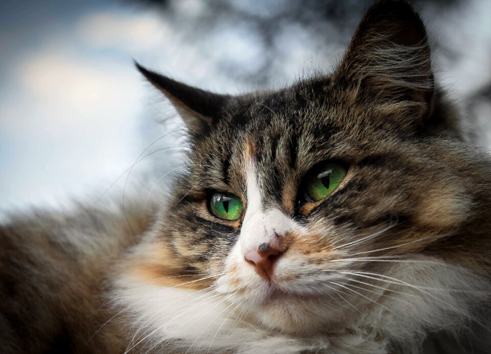 Cat eyes animals feline