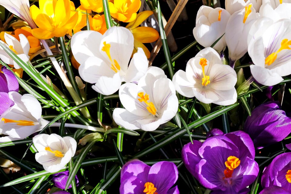 Color spring flower sunny