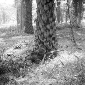 Ofening in palmenbos op Malakka, Bestanddeelnr 255-8395