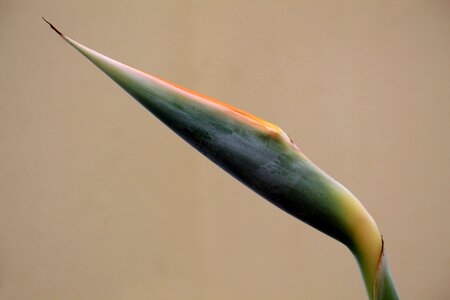 Bud exotic flower plant