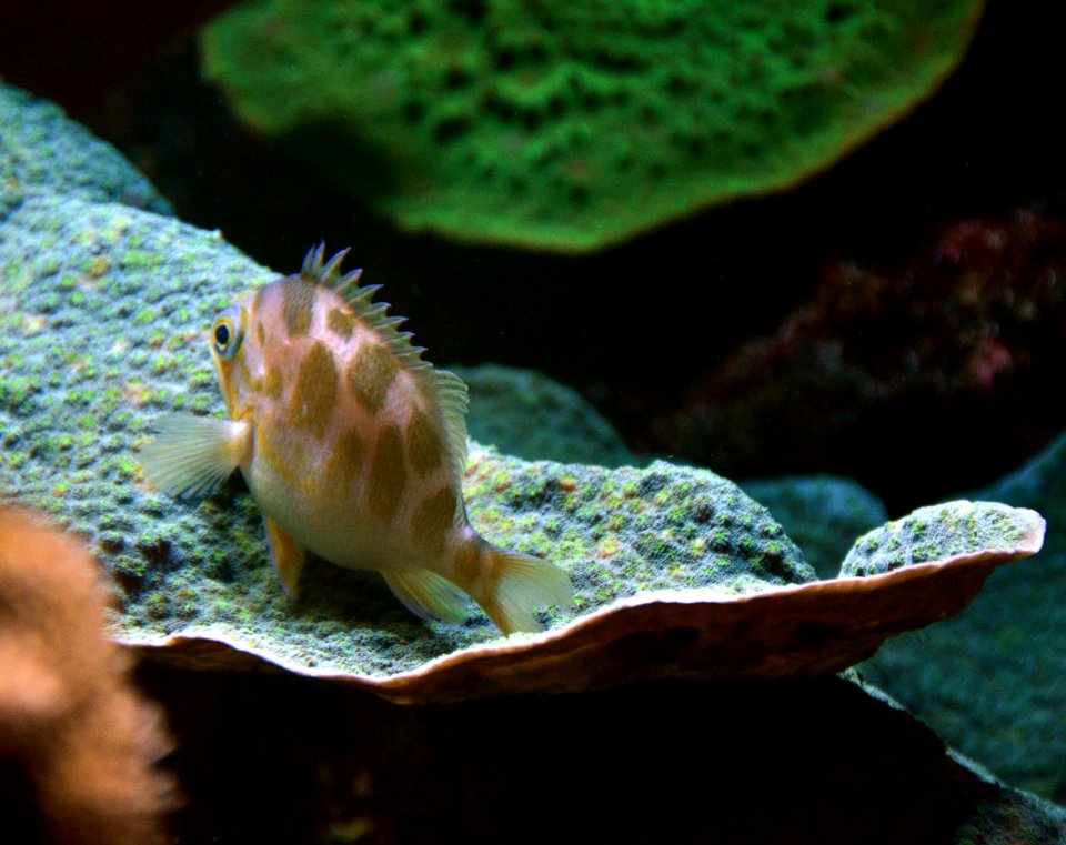 Odontanthias borbonius Aquarium tropical du Palais de la Porte Dorée 10 04 2016 3