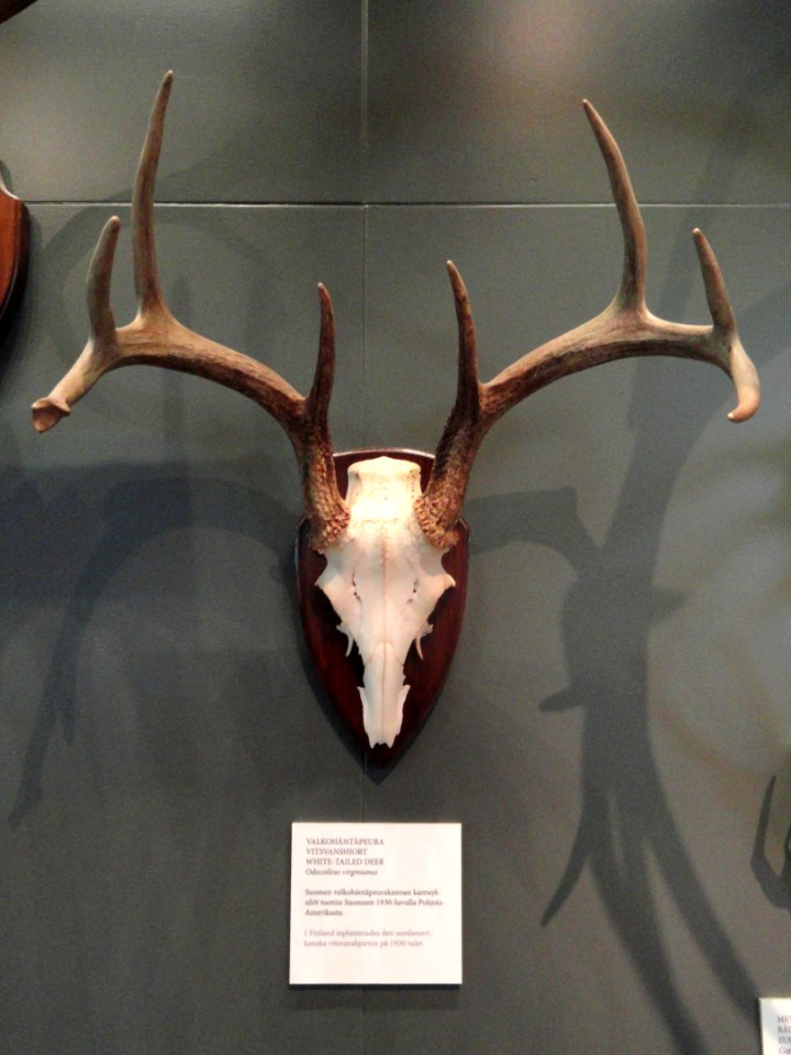 Odocoileus virginianus antlers - Finnish Museum of Natural History - DSC04526