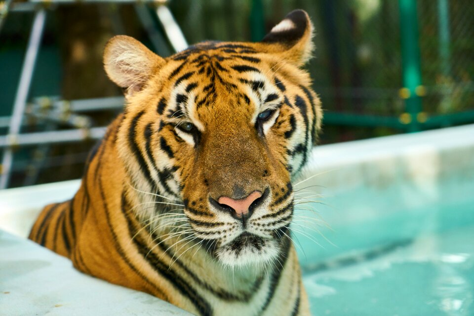 Animal beautiful face