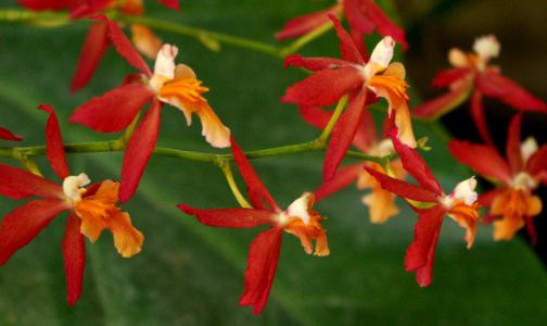 Odontoglossum