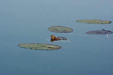 Pad amphibian pond photo
