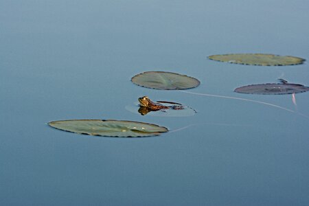 Pad amphibian pond