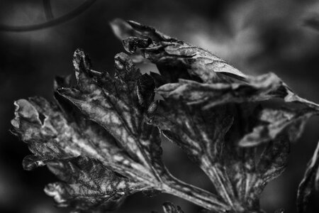 Leaf summer gray growth