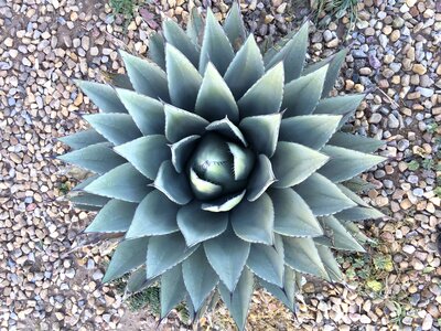 Plant cactus succulent photo