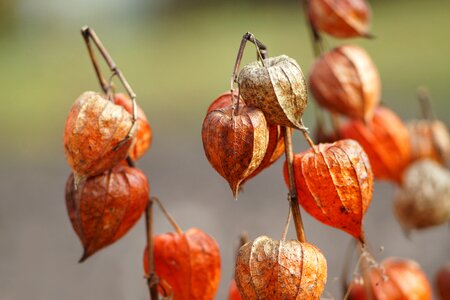 Nature orange plant
