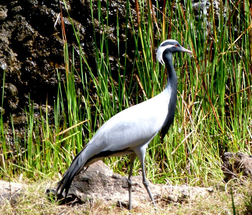 Oiseau à Oasis Park