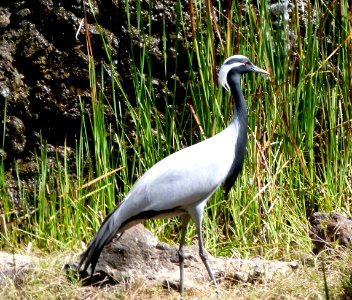 Oiseau à Oasis Park
