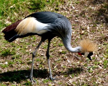 Oiseau à égrette