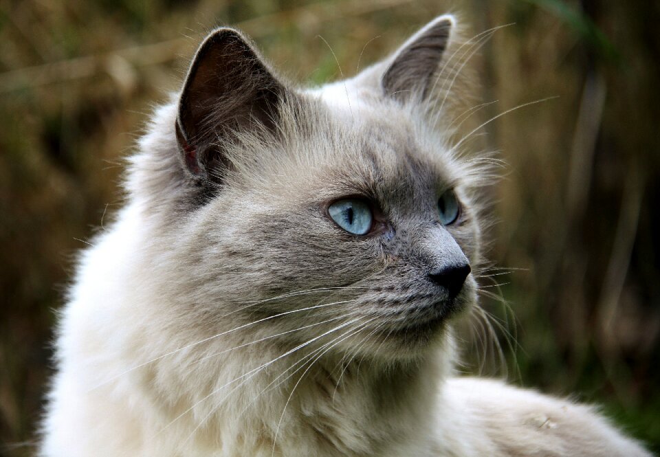 Cat eyes animals feline