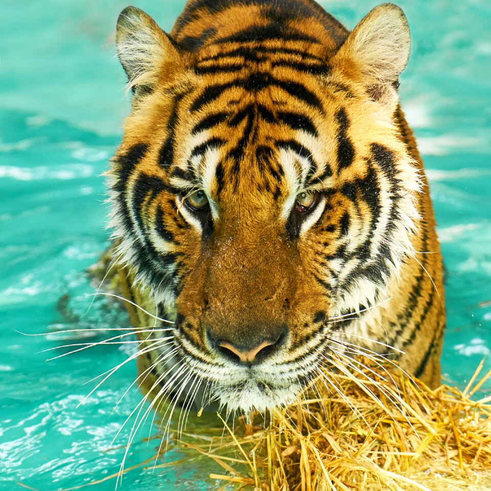 Animal beautiful face