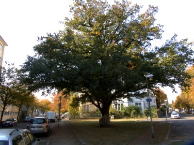Offenbacher Jahn-Eiche by DaB. 1
