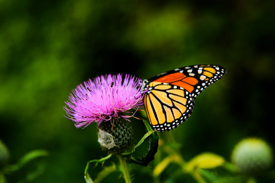 Pink flower wings insect photo