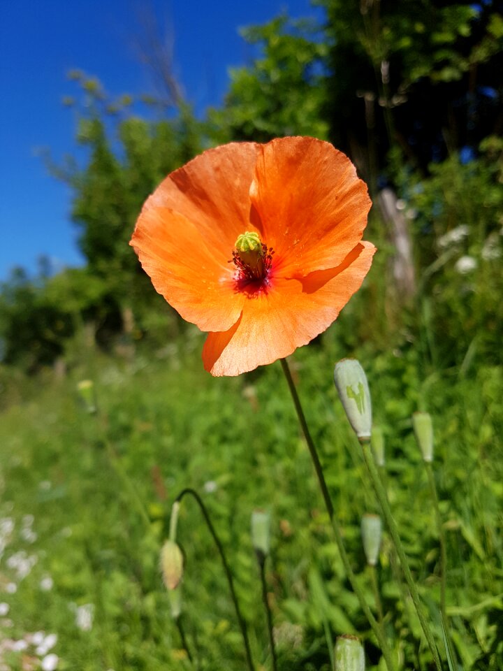 Summer natural orange