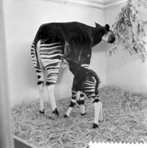 Okapi Ituri in Diergaarde Blijdorp geboren, Bestanddeelnr 911-0335