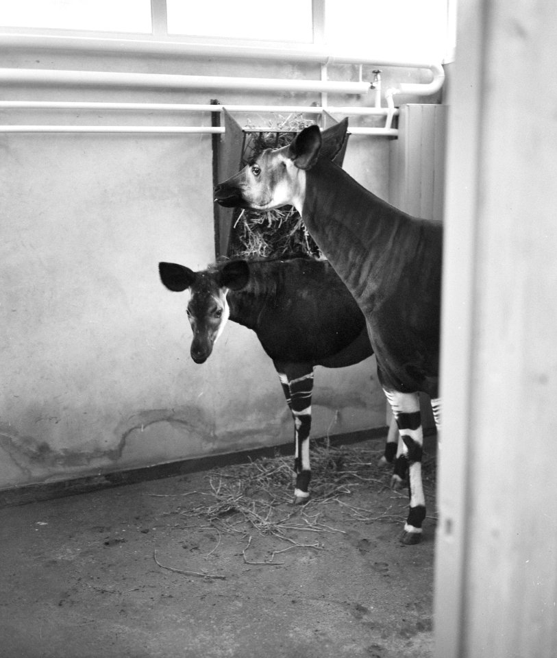 Okapi Ituri viert zijn eerste verjaardag in Diergaarde Blijdorp, Bestanddeelnr 912-0878