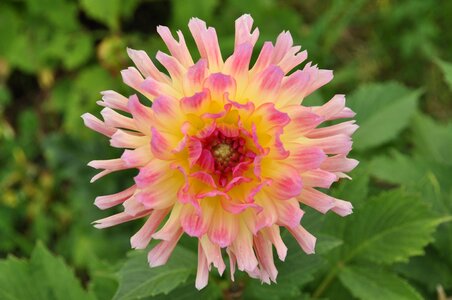 Bloom dahlia garden flower garden
