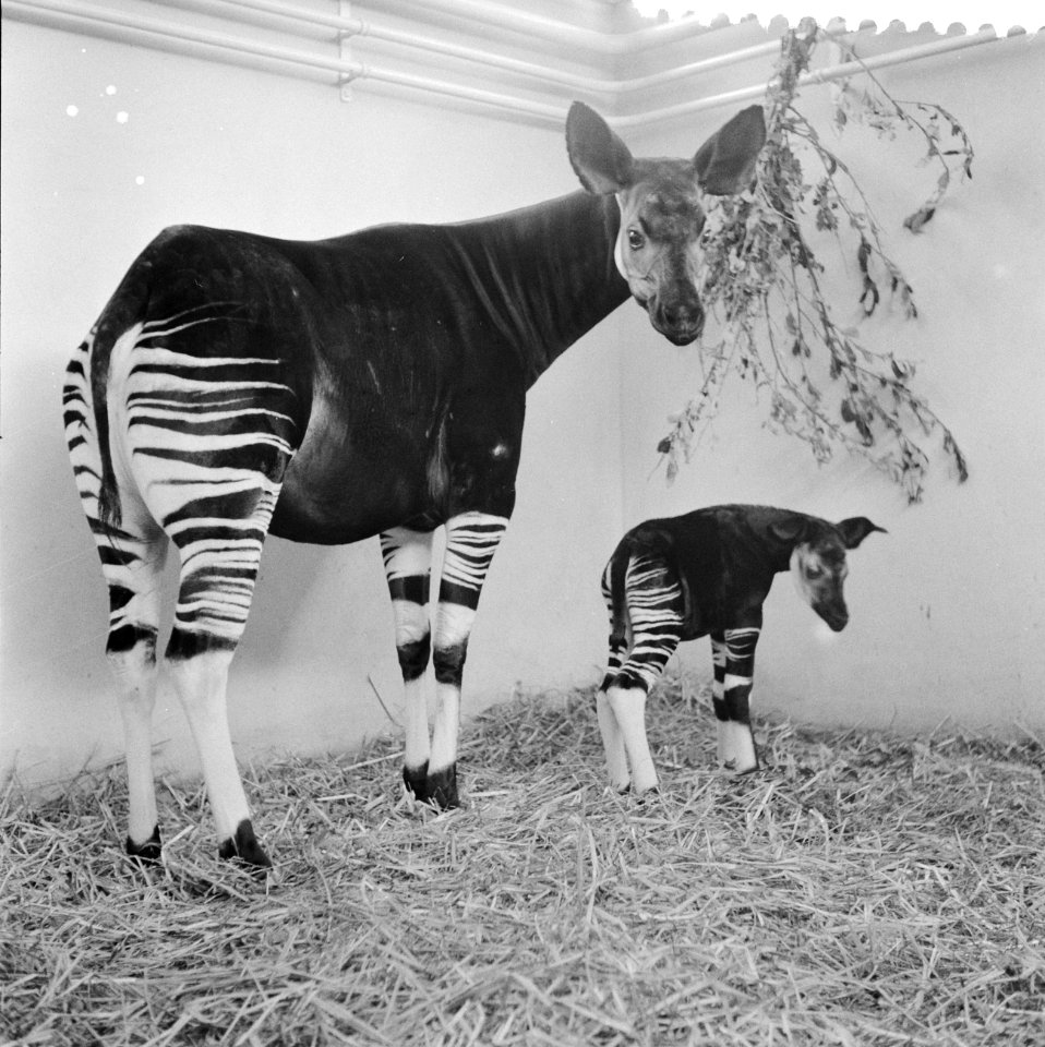Okapi Ituri in Diergaarde Blijdorp geboren, Bestanddeelnr 911-0338
