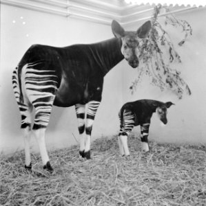Okapi Ituri in Diergaarde Blijdorp geboren, Bestanddeelnr 911-0338