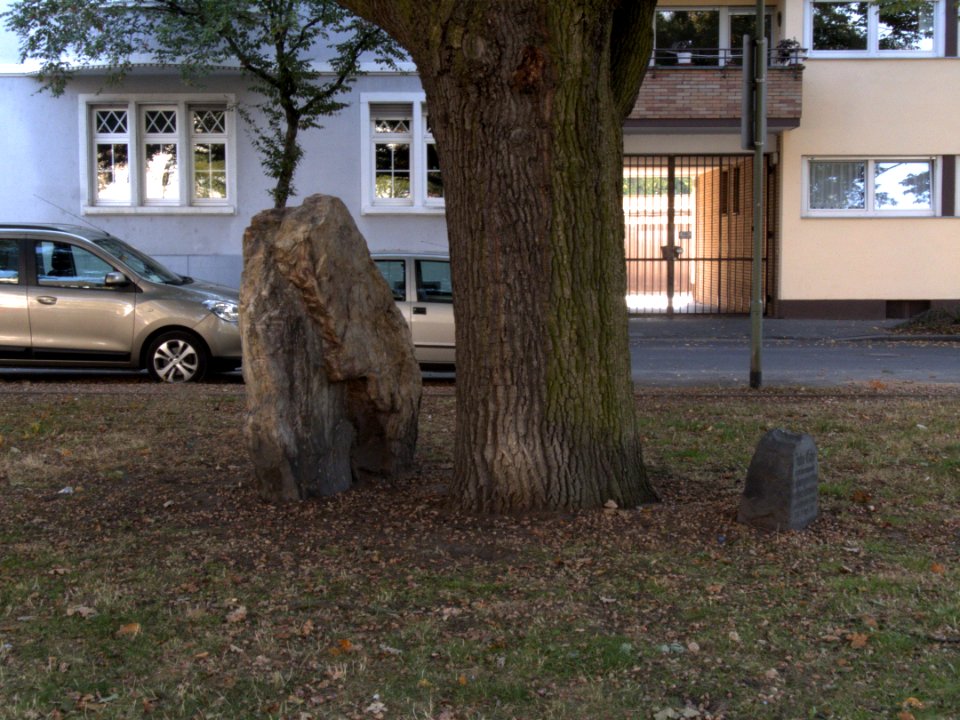 Offenbacher Jahn-Eiche by DaB. 6