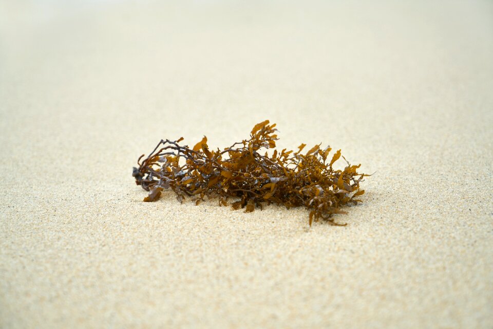 Sea ​​side texture nature