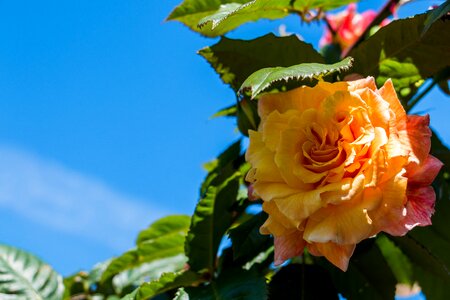 Rose orange flower photo