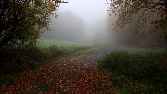 Fog forest depressing mood photo
