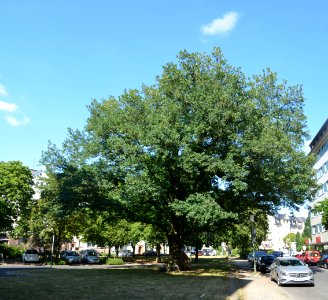 Offenbach am Main, Jahn-Eiche