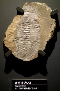 Ogygopsis klotzi - National Museum of Nature and Science, Tokyo - DSC07754