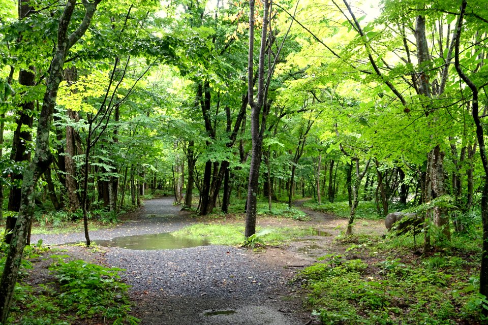 Oirase Keiryu Hotel - Oirase Mountain Stream - Towada, Aomori - DSC00840
