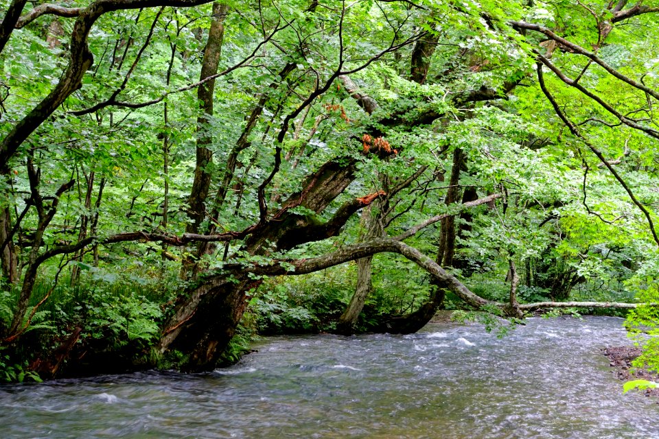Oirase Mountain Stream - Towada, Aomori - DSC01072