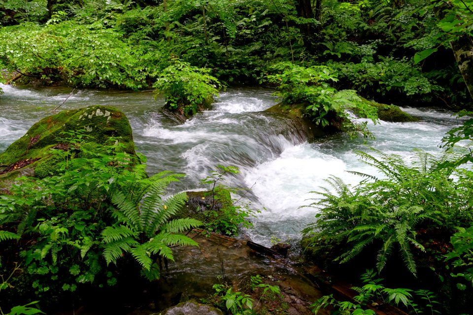 Oirase Mountain Stream - Towada, Aomori - DSC01170