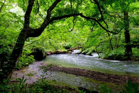 Oirase Mountain Stream - Towada, Aomori - DSC01130