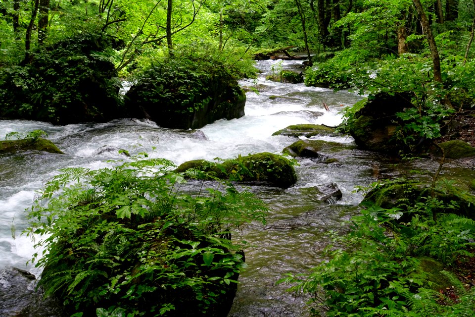 Oirase Mountain Stream - Towada, Aomori - DSC01162