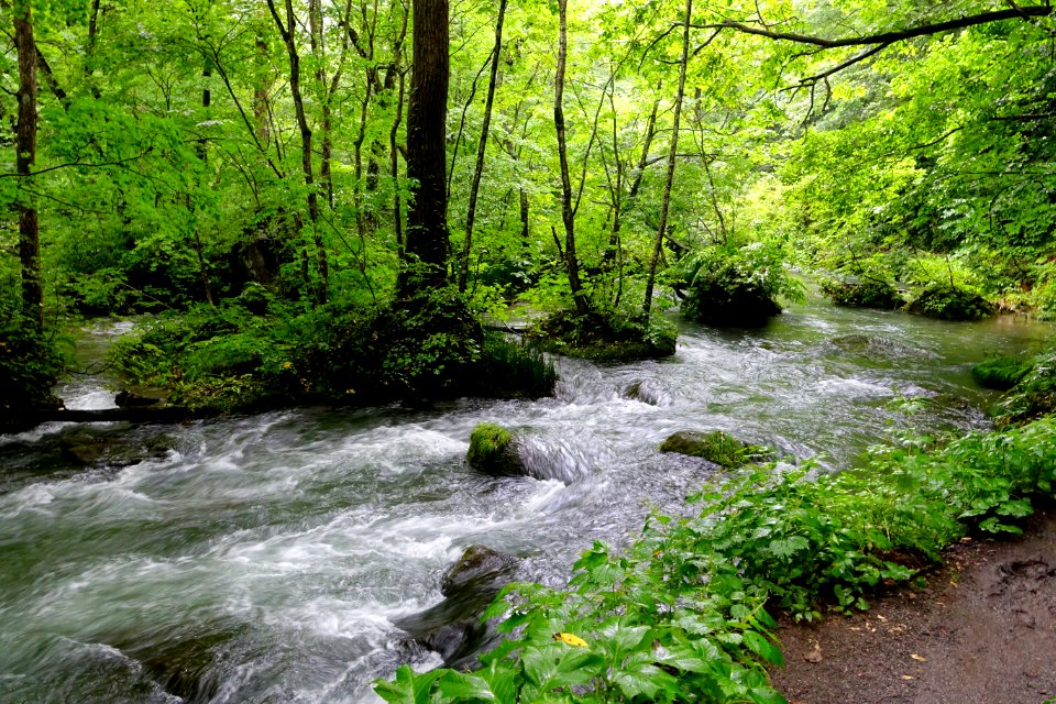 Oirase Mountain Stream - Towada, Aomori - DSC01256