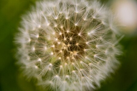 Nature pointed flower close up