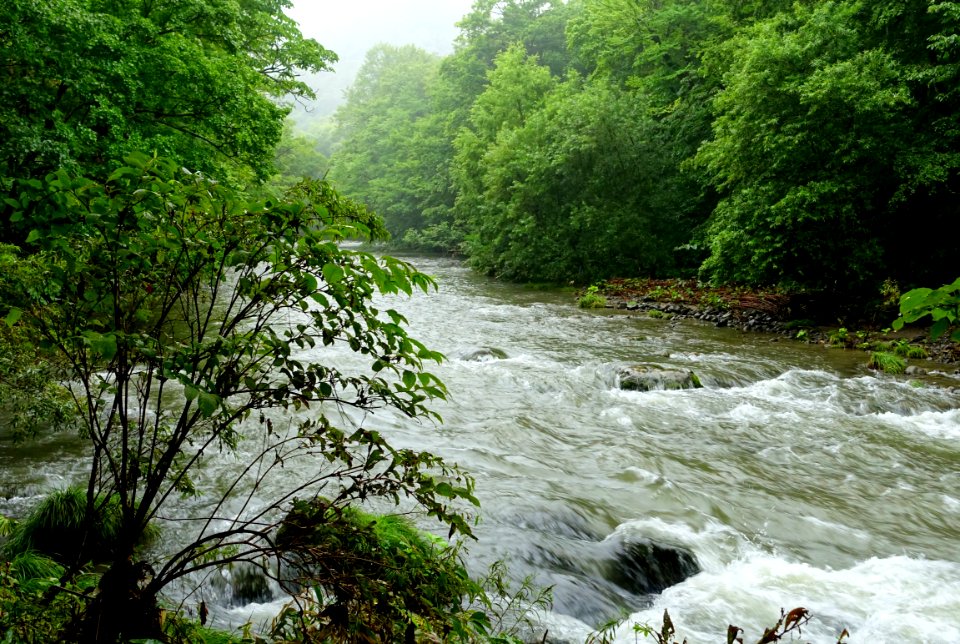 Oirase Mountain Stream - Towada, Aomori - DSC00911