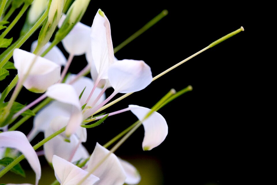 Flower nice background